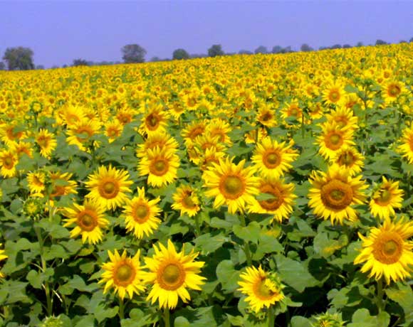 sunflower-aastha-biocare